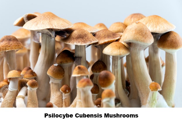 Mushroom.Photo.03-20-2024